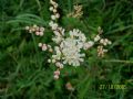 Filipendula vulgaris